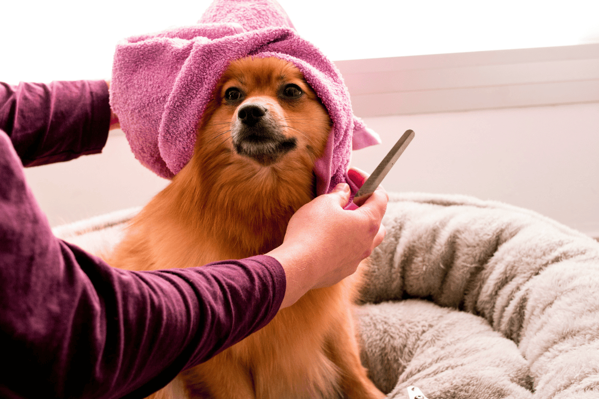 The Art of Dog Grooming - Tips and Techniques - Furry Buddy Dog Toys