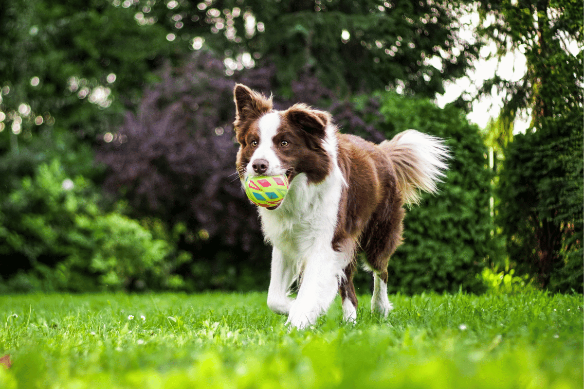 The Importance of Play - Why Dogs Need Toys - Furry Buddy Dog Toys