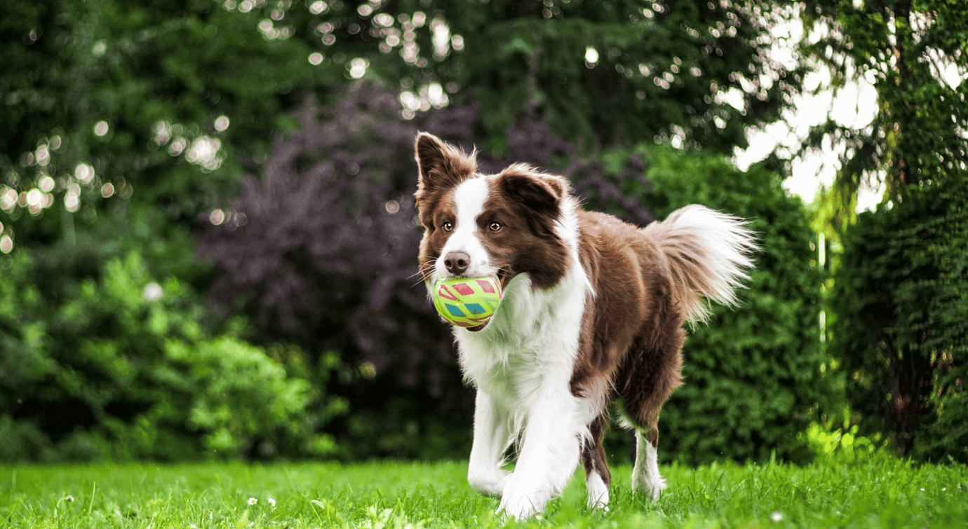 Ball Toys - Furry Buddy Dog Toys